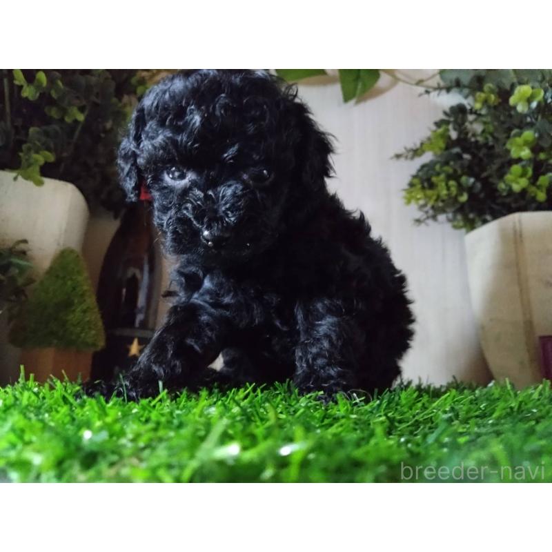 販売中の三重県のティーカッププードル-431281の3枚目