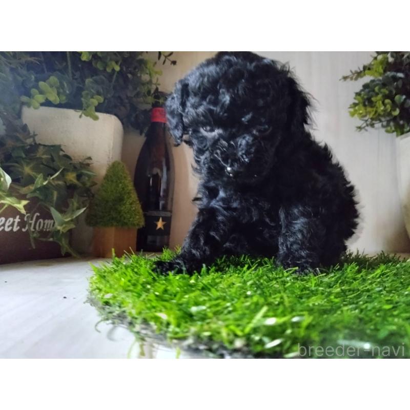 販売中の三重県のティーカッププードル-431281の2枚目