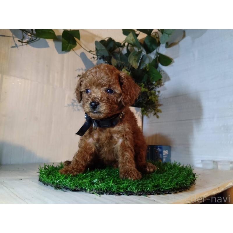 販売中の三重県のティーカッププードル-431282の9枚目