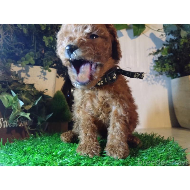 販売中の三重県のティーカッププードル-431282の8枚目