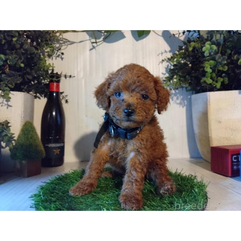 販売中の三重県のティーカッププードル-431282の7枚目