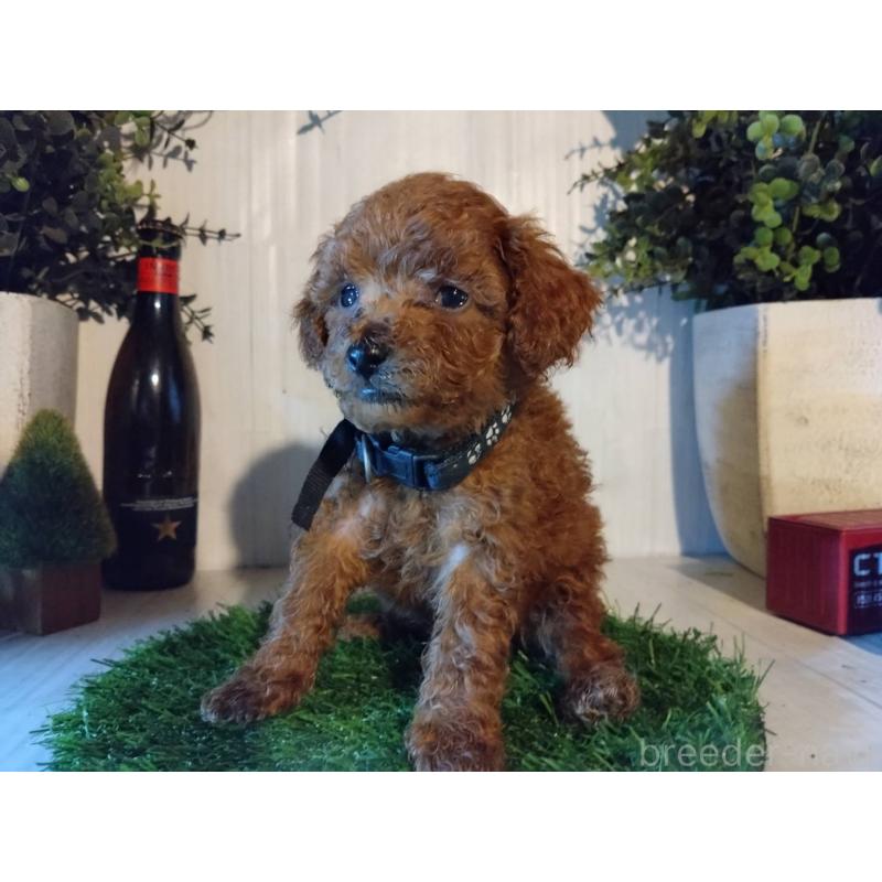 販売中の三重県のティーカッププードル-431282の6枚目