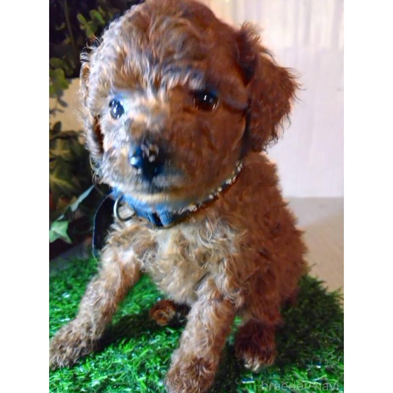 販売中の三重県のティーカッププードル-431282の5枚目