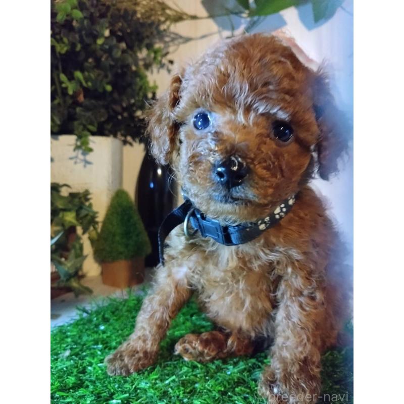 販売中の三重県のティーカッププードル-431282の4枚目