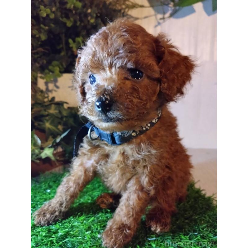 販売中の三重県のティーカッププードル-431282の3枚目