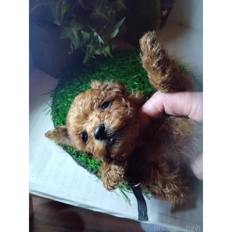 販売中の三重県のティーカッププードル-431282の2枚目