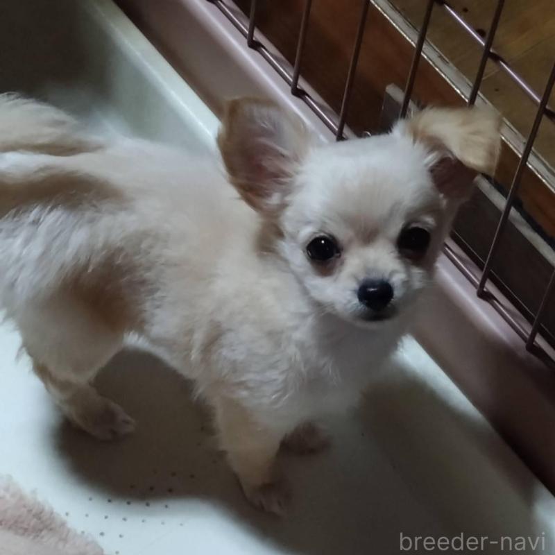 販売中の三重県のミックス犬-419454