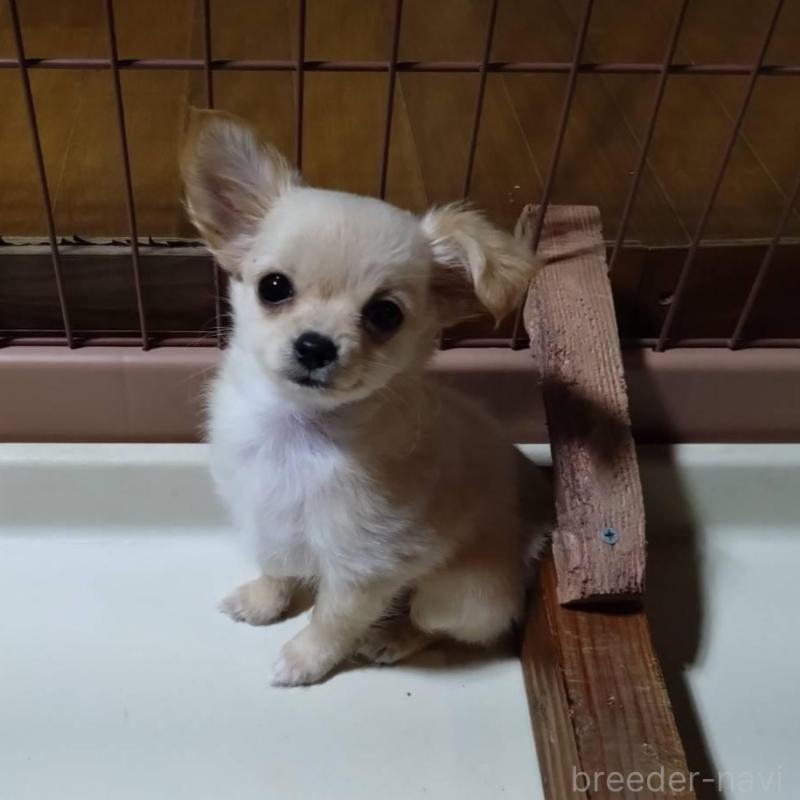 販売中の三重県のミックス犬-419454の2枚目