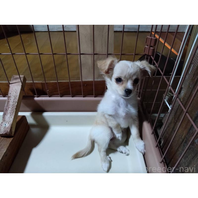 販売中の三重県のミックス犬-419455