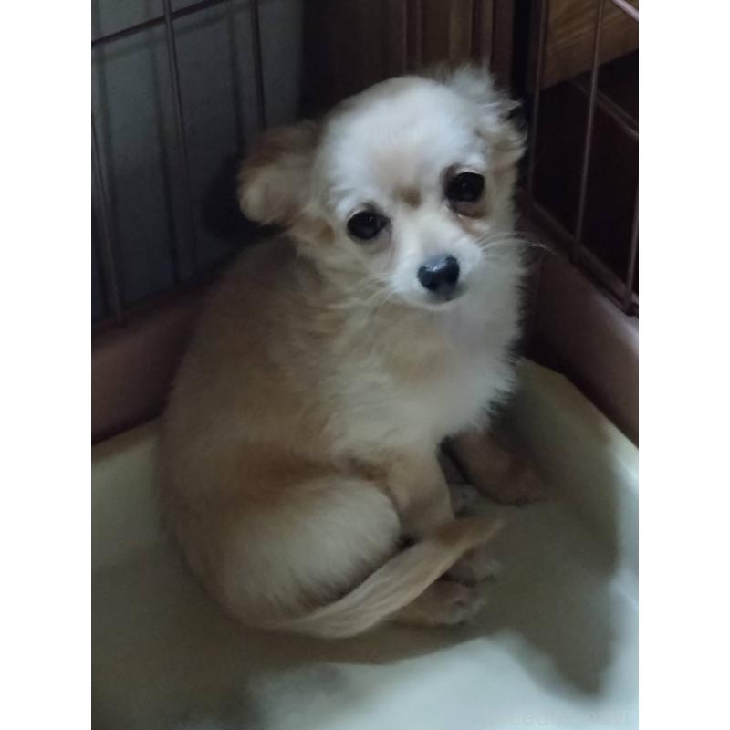 販売中の三重県のミックス犬-419452