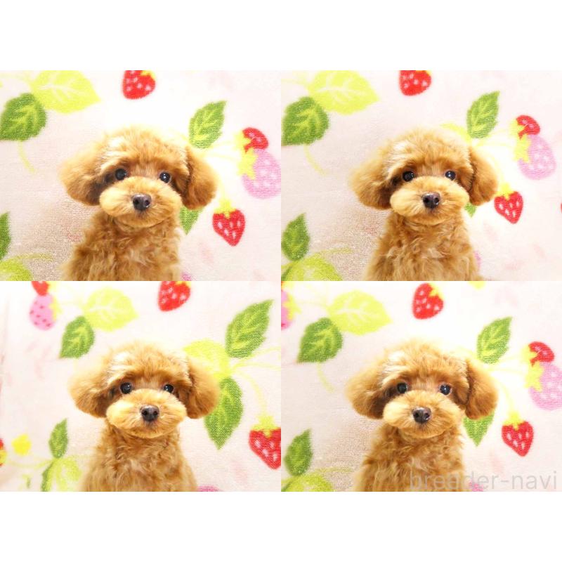 成約済の千葉県のティーカッププードル-419039の6枚目