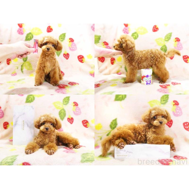 成約済の千葉県のティーカッププードル-419039の5枚目