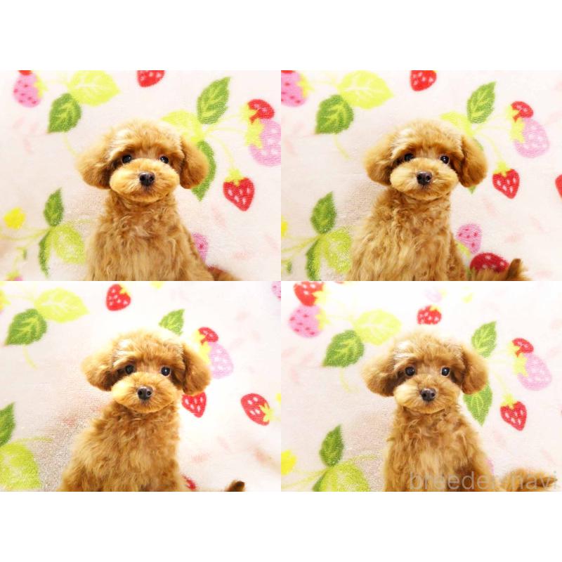 成約済の千葉県のティーカッププードル-419039の4枚目