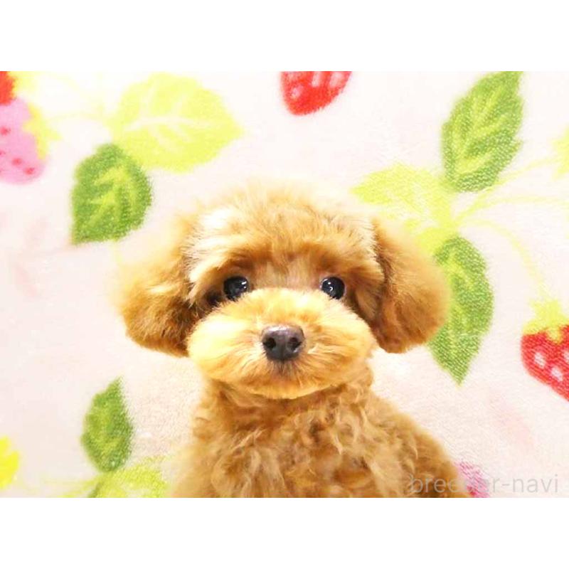 成約済の千葉県のティーカッププードル-419039の2枚目