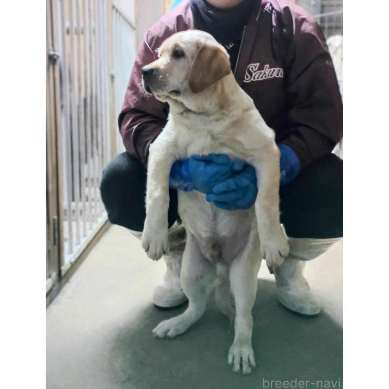 販売中の新潟県のラブラドールレトリーバー-421954の2枚目