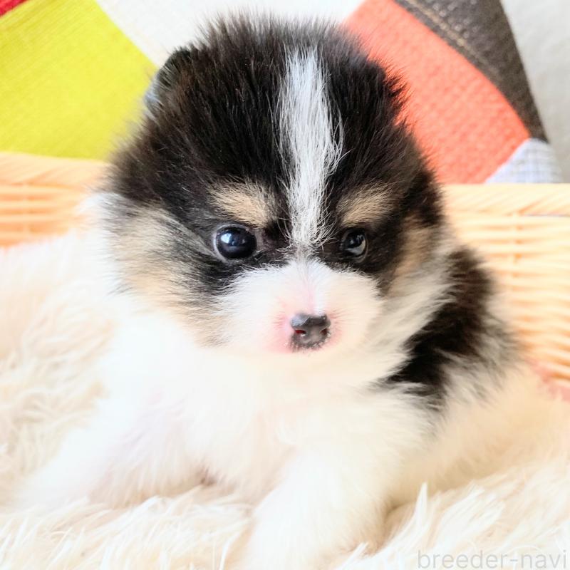 商談中ののポメラニアン-429813