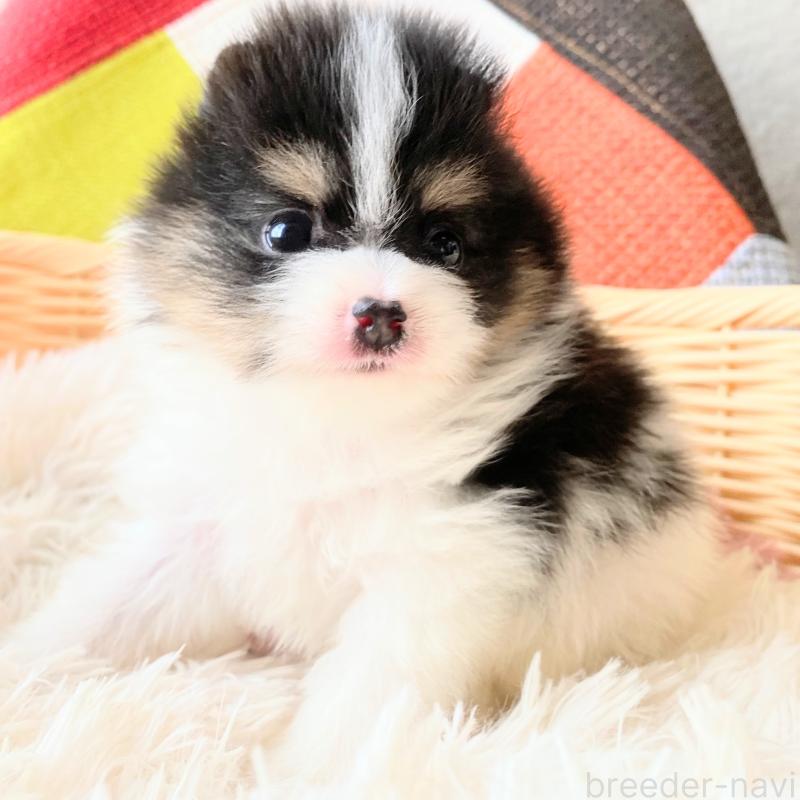 成約済の和歌山県のポメラニアン-429813の5枚目