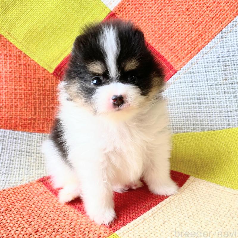 成約済の和歌山県のポメラニアン-429813の4枚目