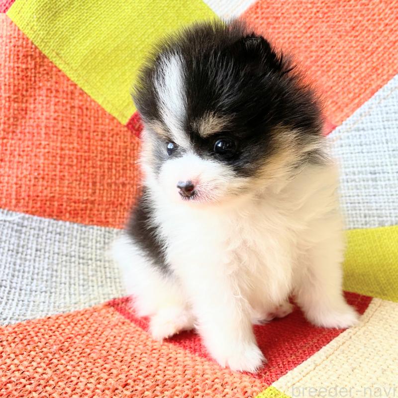 成約済の和歌山県のポメラニアン-429813の3枚目