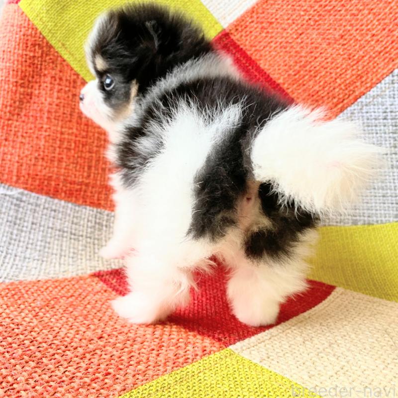 成約済の和歌山県のポメラニアン-429813の2枚目