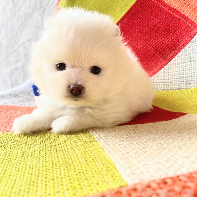 販売中の和歌山県のポメラニアン-431286