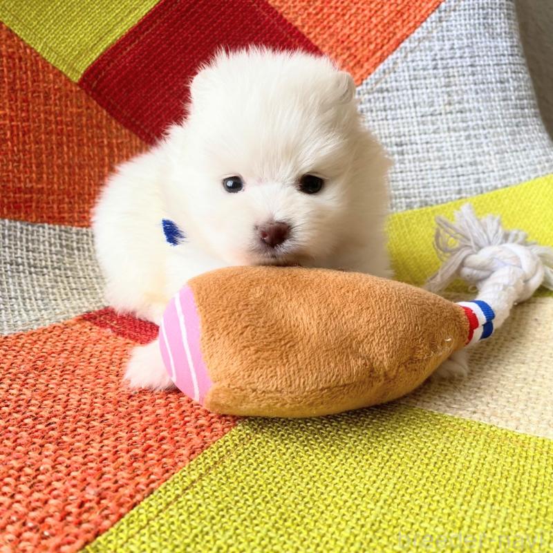 販売中の和歌山県のポメラニアン-431286の9枚目