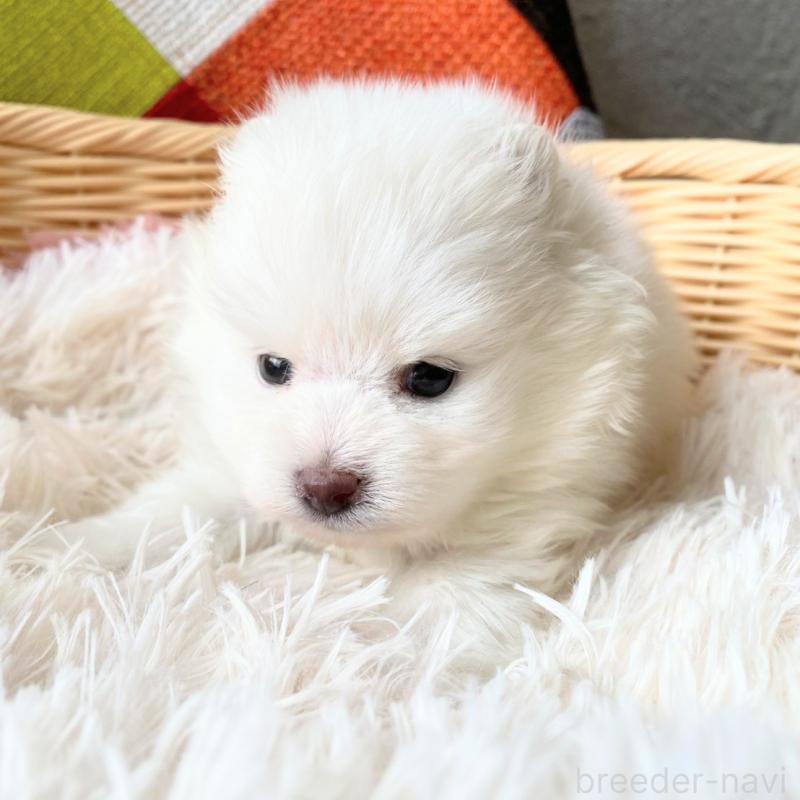 販売中の和歌山県のポメラニアン-431286の8枚目