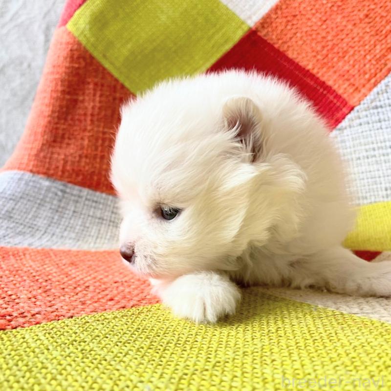 販売中の和歌山県のポメラニアン-431286の7枚目