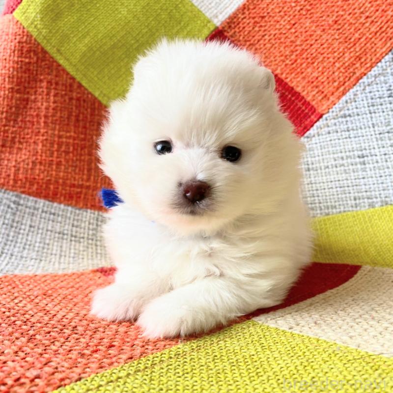 販売中の和歌山県のポメラニアン-431286の6枚目