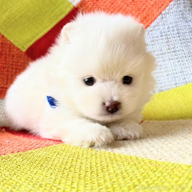 販売中の和歌山県のポメラニアン-431286の5枚目