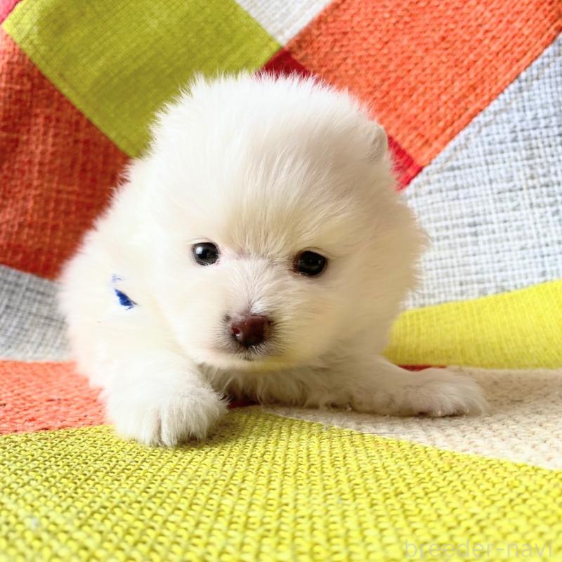 販売中の和歌山県のポメラニアン-431286の4枚目