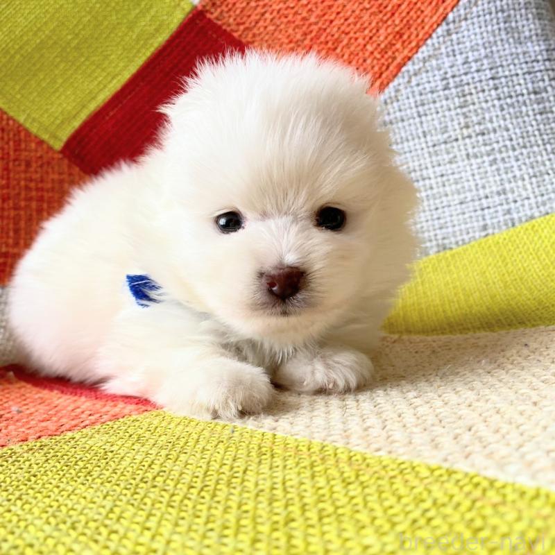 販売中の和歌山県のポメラニアン-431286の3枚目