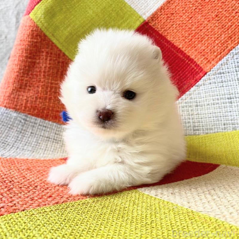 販売中の和歌山県のポメラニアン-431286の2枚目