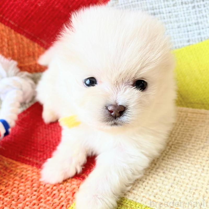 販売中の和歌山県のポメラニアン-431288