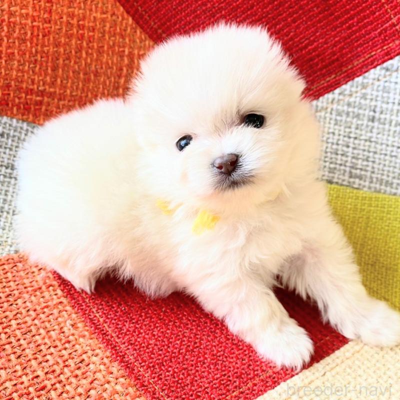 販売中の和歌山県のポメラニアン-431288の6枚目