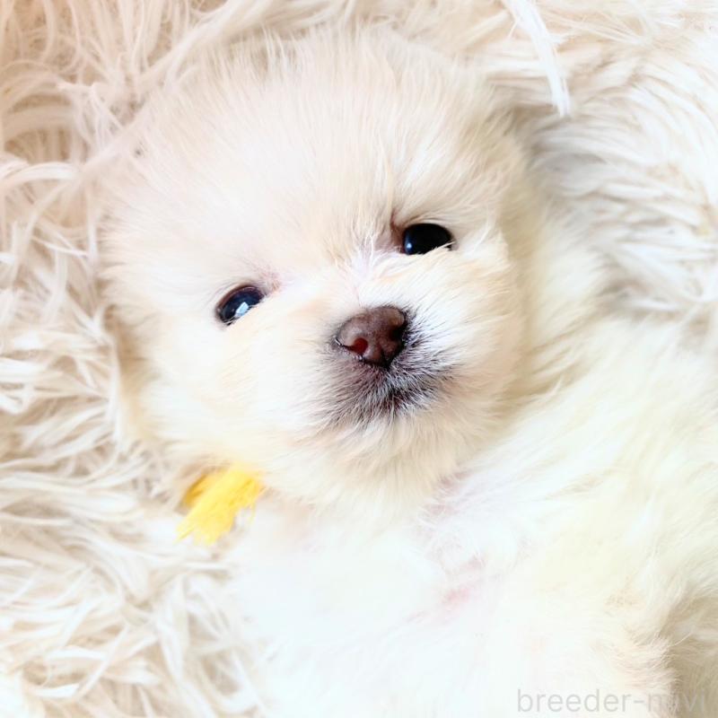 販売中の和歌山県のポメラニアン-431288の5枚目