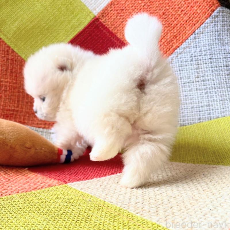 販売中の和歌山県のポメラニアン-431288の4枚目