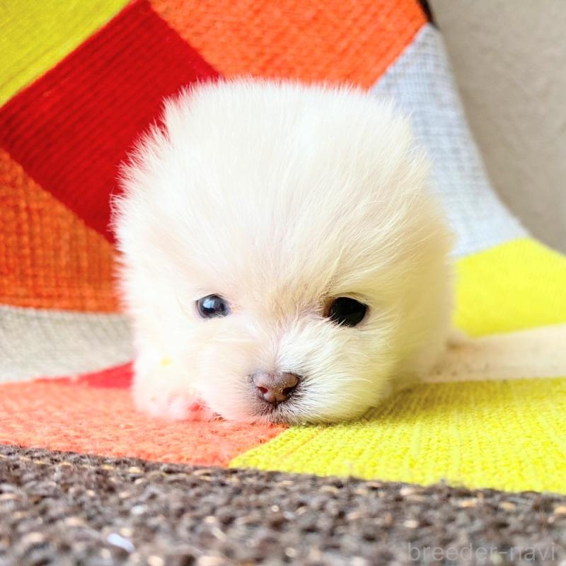 販売中の和歌山県のポメラニアン-431288の3枚目