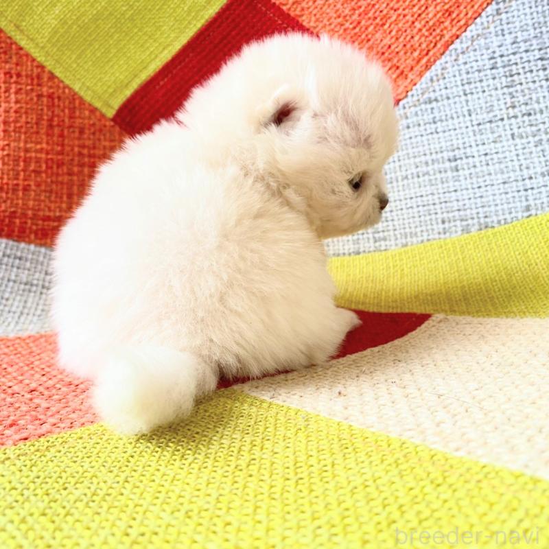 販売中の和歌山県のポメラニアン-431288の2枚目