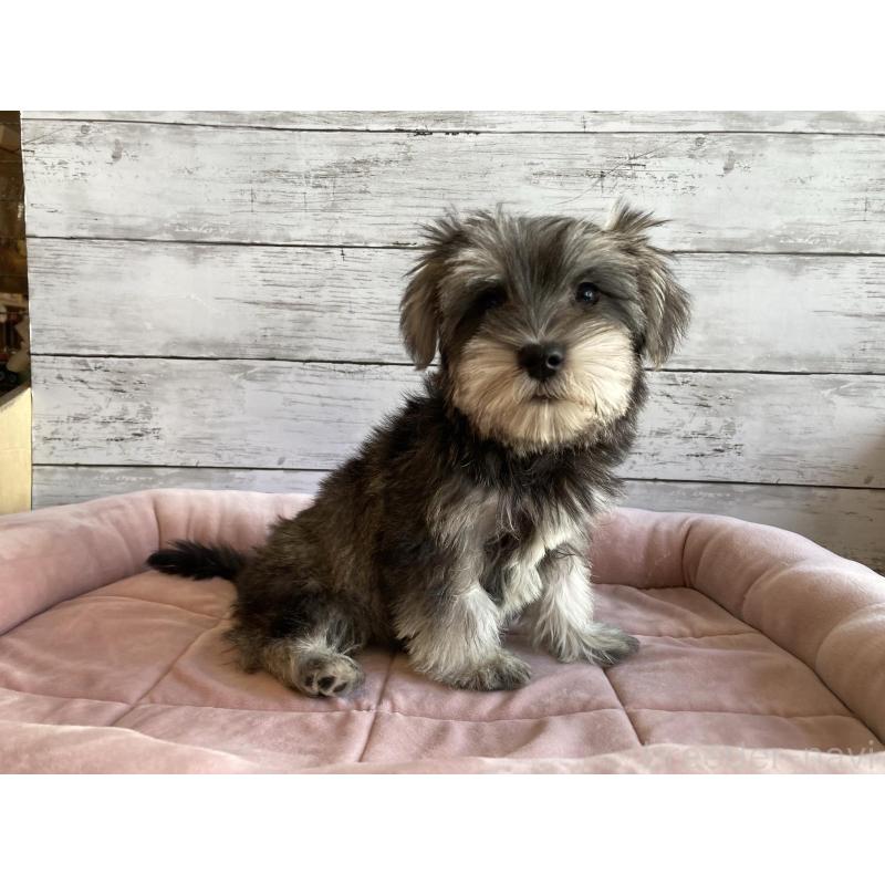 販売中の北海道のマルシュナ:マルチーズ×ミニチュアシュナウザー-423499の6枚目