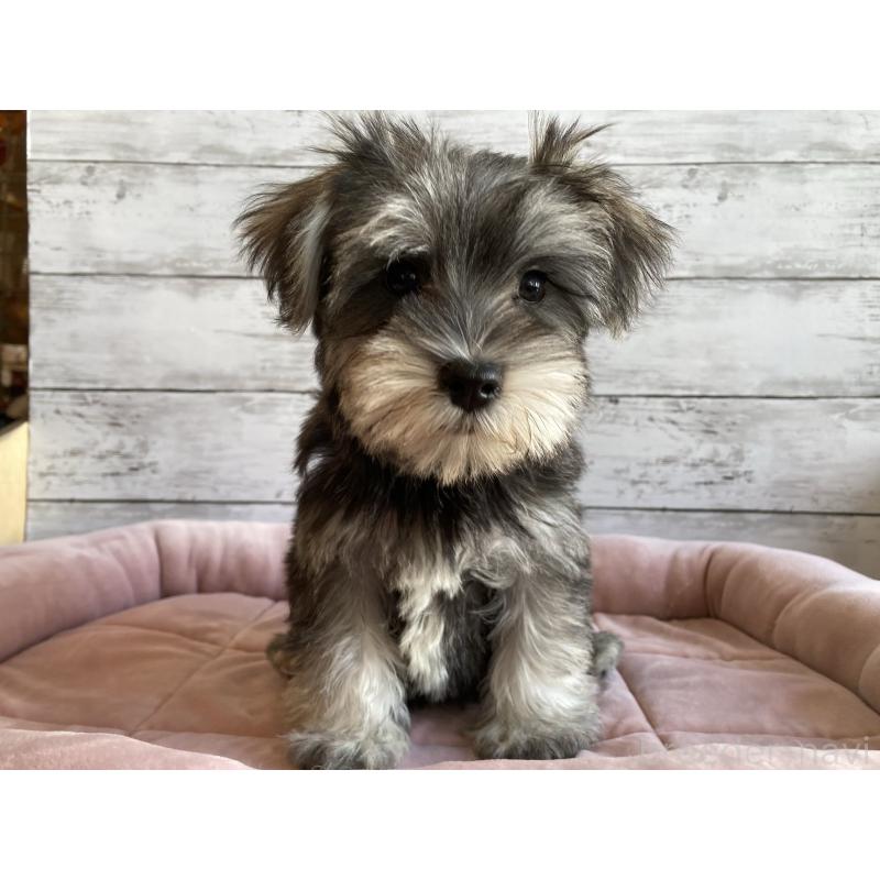 販売中の北海道のマルシュナ:マルチーズ×ミニチュアシュナウザー-423499の5枚目