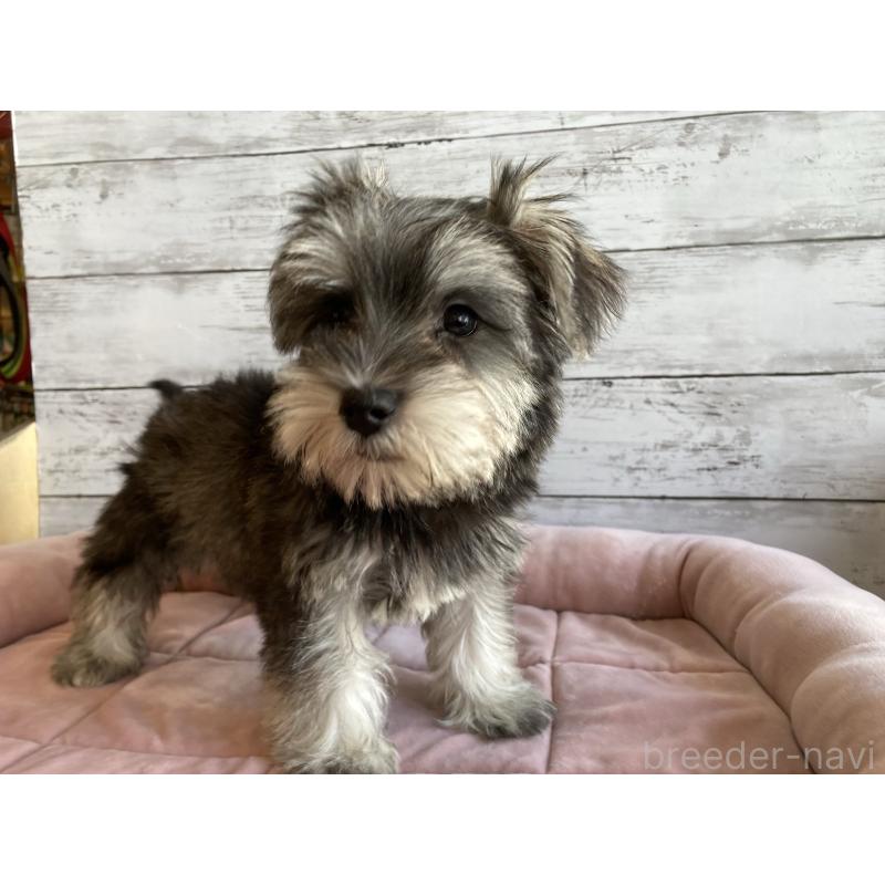 販売中の北海道のマルシュナ:マルチーズ×ミニチュアシュナウザー-423499の4枚目