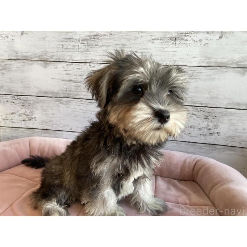 販売中の北海道のマルシュナ:マルチーズ×ミニチュアシュナウザー-423499の3枚目