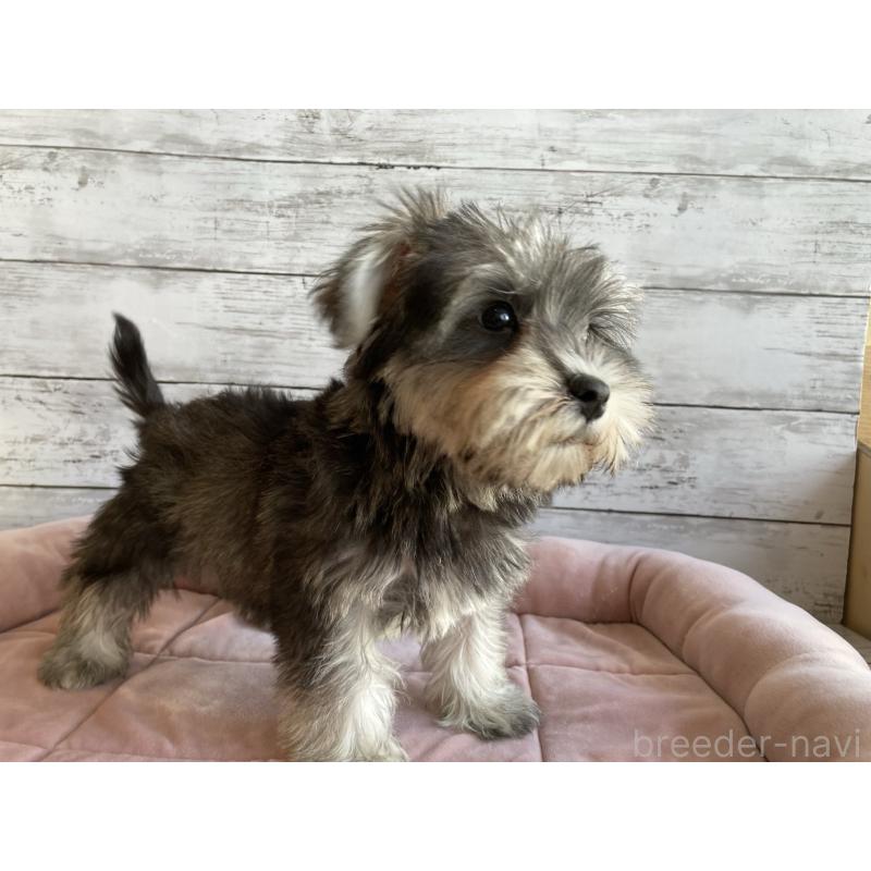 販売中の北海道のマルシュナ:マルチーズ×ミニチュアシュナウザー-423499の2枚目