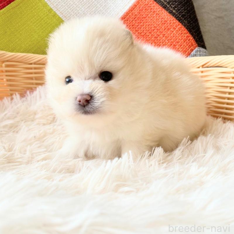 販売中の和歌山県のポメラニアン-431290の5枚目