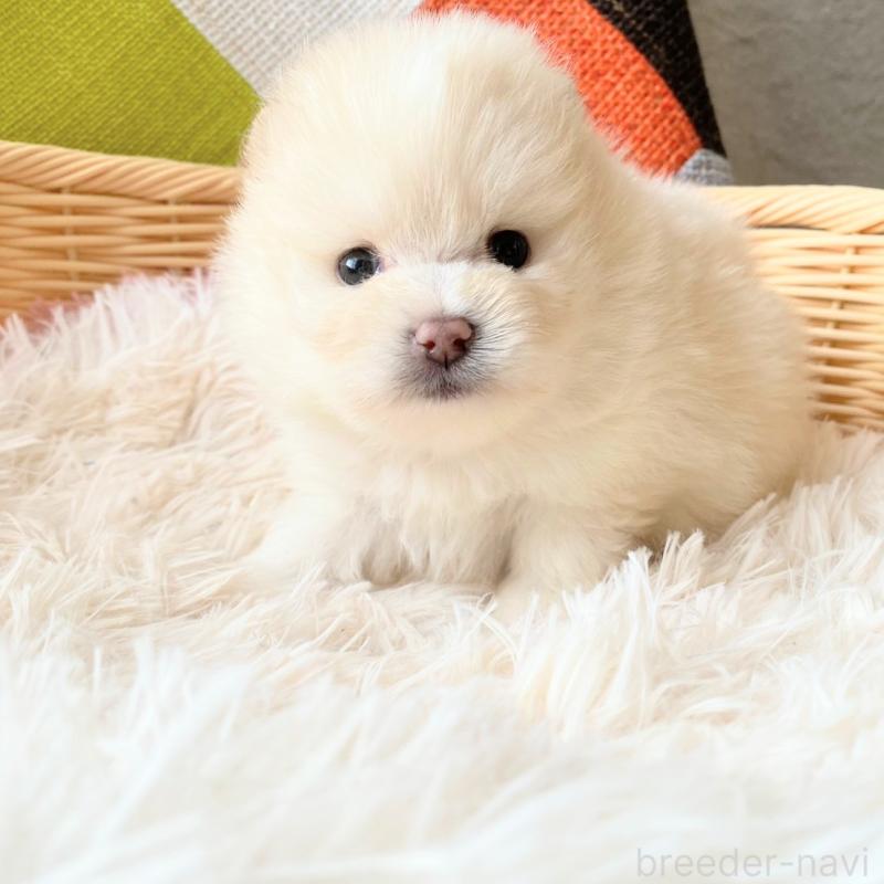 販売中の和歌山県のポメラニアン-431290の4枚目