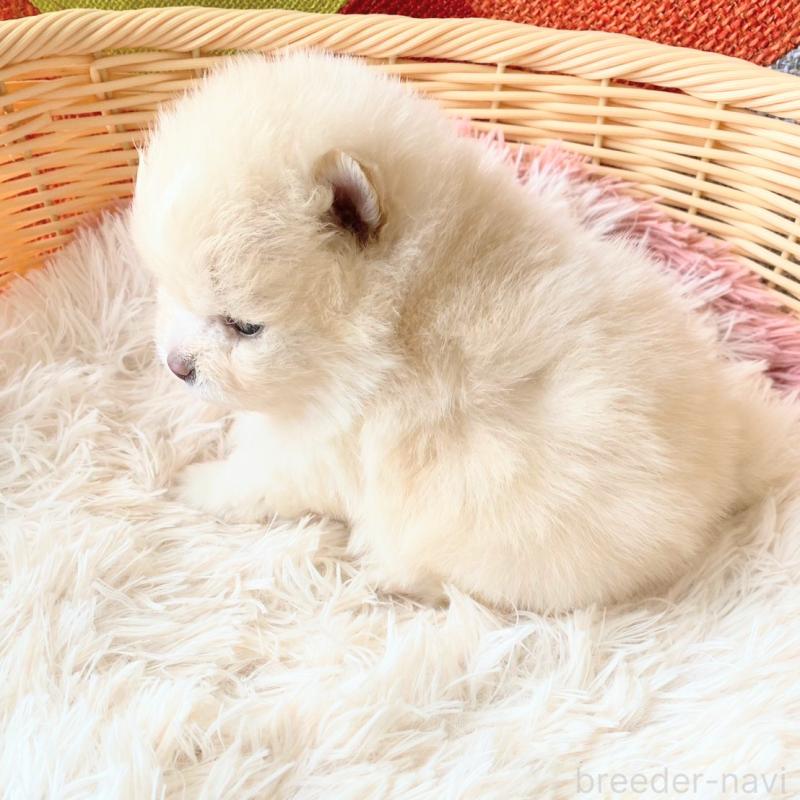 販売中の和歌山県のポメラニアン-431290の3枚目