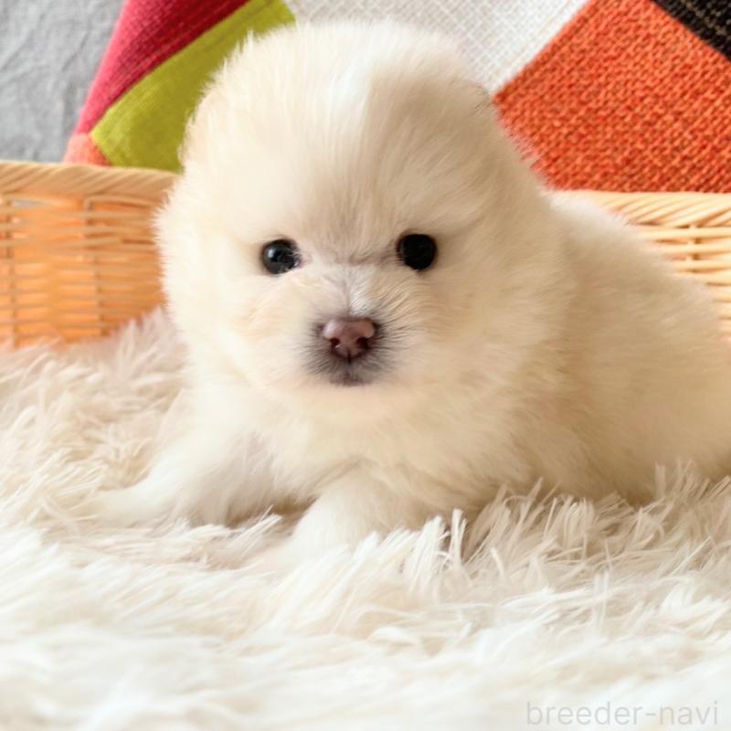 販売中の和歌山県のポメラニアン-431290の2枚目