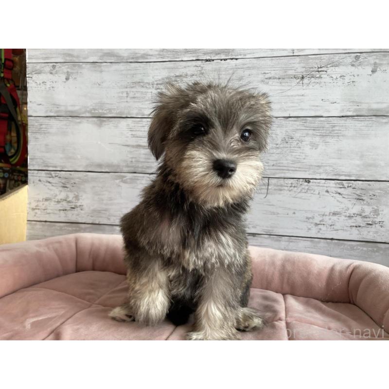 販売中の北海道のマルシュナ:マルチーズ×ミニチュアシュナウザー-422228の6枚目