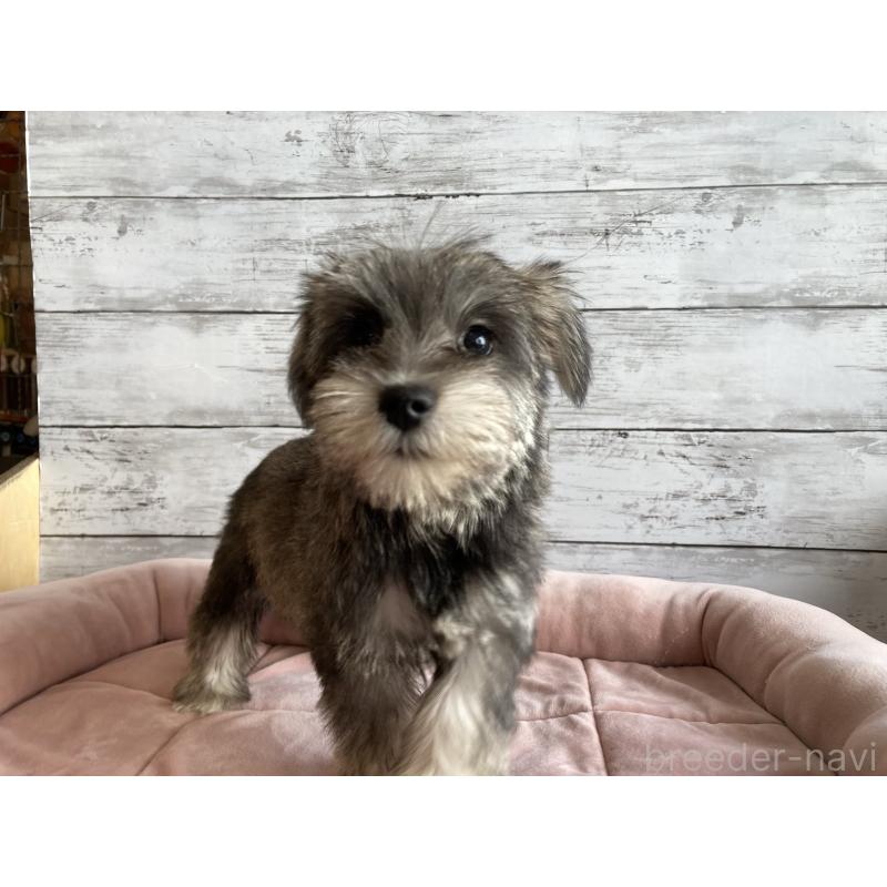 販売中の北海道のマルシュナ:マルチーズ×ミニチュアシュナウザー-422228の5枚目